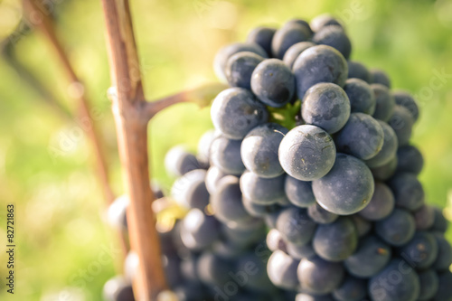 Gros plan d'une grappe de raisin de pinot noir