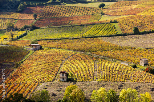 vineyards near Beaujeu, Beaujolais, Rhone-Alpes, France