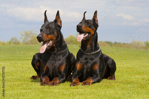 two black dobermans are laying on the grass