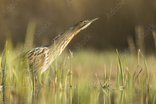 Bittern - Botaurus stellaris