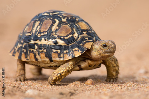 Leopard tortoise walking slowly on sand with protective shell