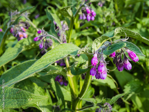 Violet and purple blooming common comfrey plants from close