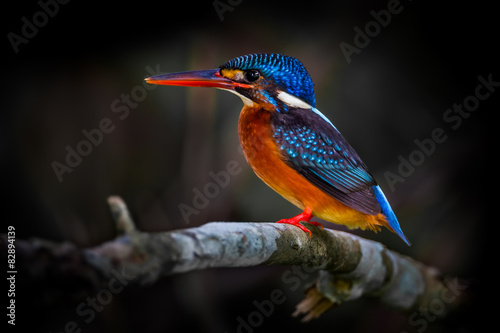 female Blue-eared kingfisher (Alcedo meninting) 