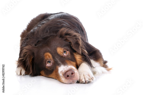 Sad dog lying on a white background
