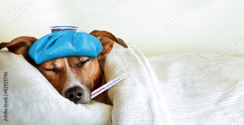 sick ill dog