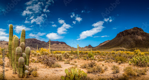 Krajobraz pustyni w Arizonie