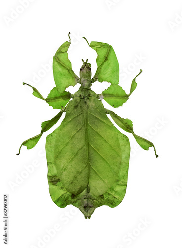 gree leaf insect isolated on white