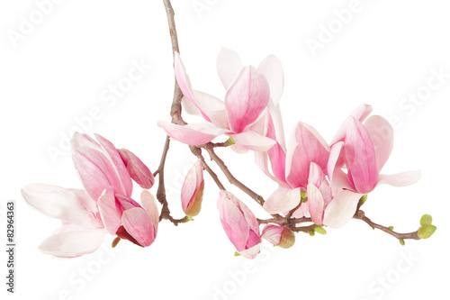 Magnolia, spring flower branch on white, clipping path
