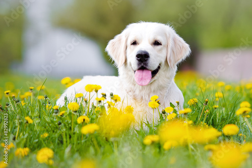 golden retriever dog lying down outdoors