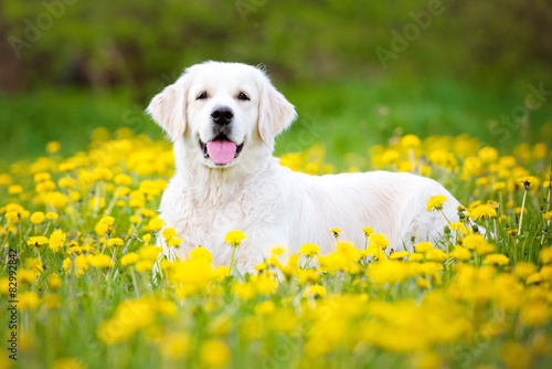 golden retriever dog on a dandelions field