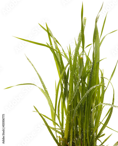 Green grass isolated white background. Sedge.