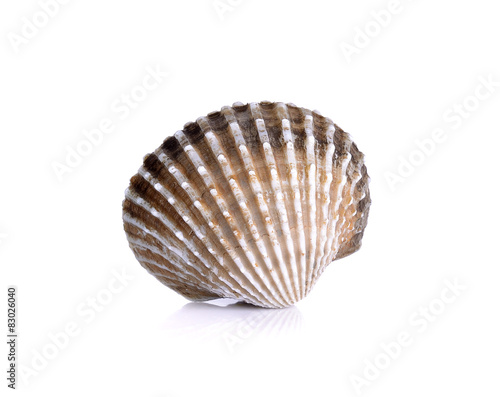 Fresh raw cockle on the white background