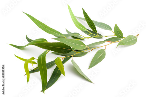 eucalyptus branch