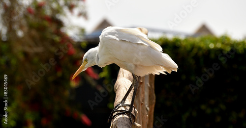 Cattle Egret (Bubulcus ibis)