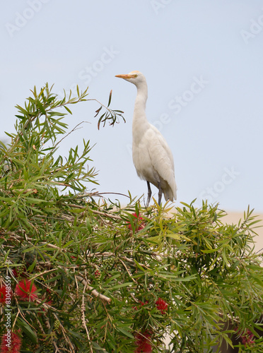 Cattle Egret (Bubulcus ibis)