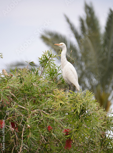 Cattle Egret (Bubulcus ibis)