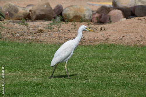 Cattle Egret (Bubulcus ibis)