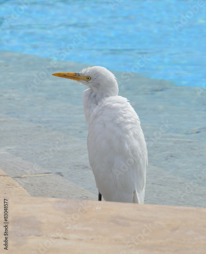 Cattle Egret (Bubulcus ibis)