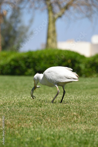 Cattle Egret (Bubulcus ibis)