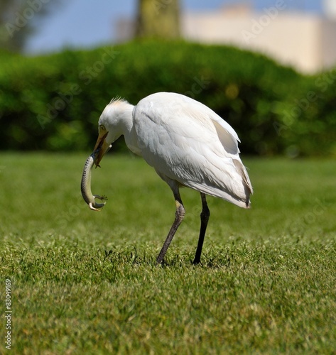 Cattle Egret (Bubulcus ibis)