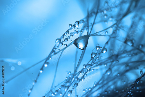 Abstraction. A bird feather close up with water drops