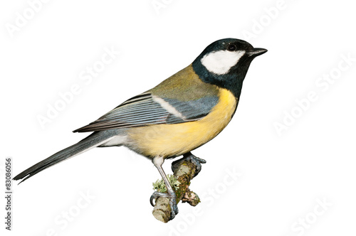 A great tit isolated on white background
