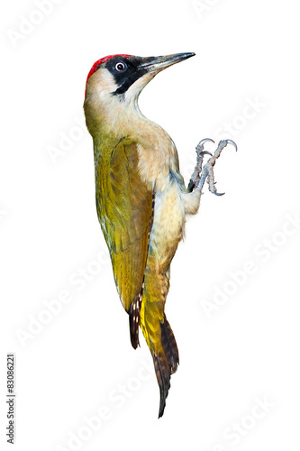 Female green woodpecker isolated on white background