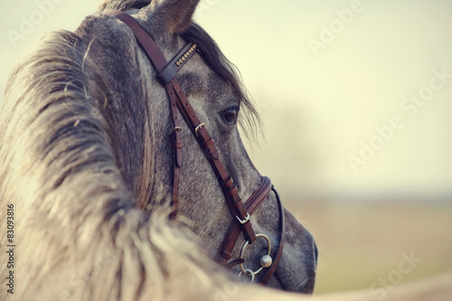 Portrait of a sports stallion