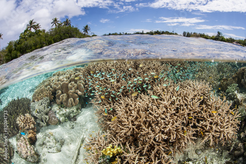 Healthy South Pacific Coral Reef