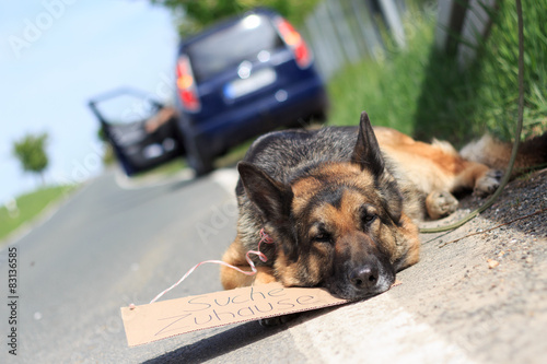 ausgesetzter Hund