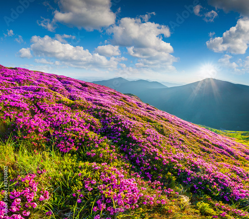 Blossom carpet of pink rhododendron flowers in the mountains
