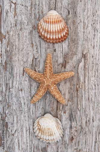 Seashells on the old shabby chic wood