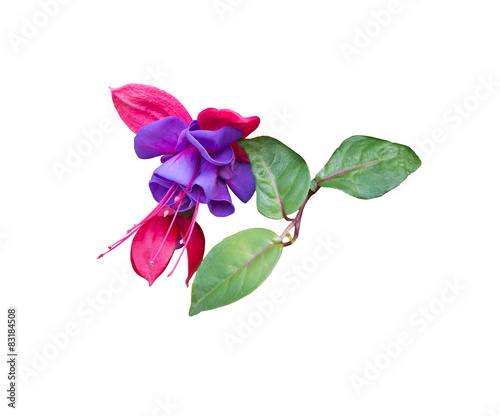Pink and purple fuchsia closeup isolated on white.