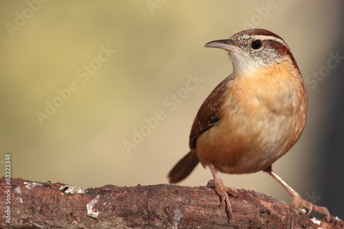 Carolina wren en una rama