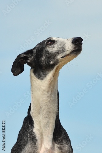 Galgo Espanol Portrait