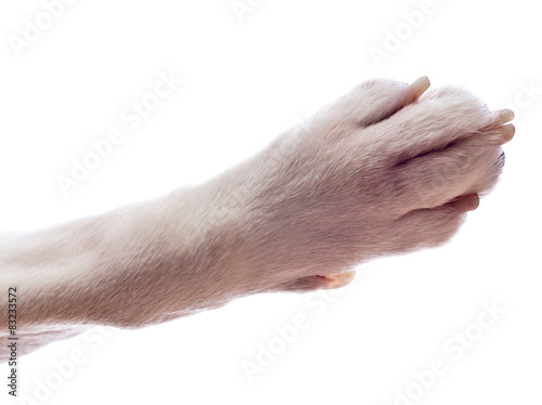 Paw of a dog , isolated on white