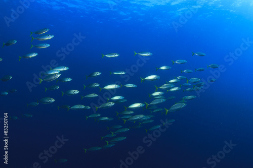 Mackerel fish in sea