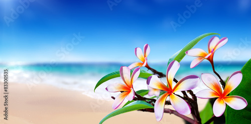 plumeria flowers on the beach 