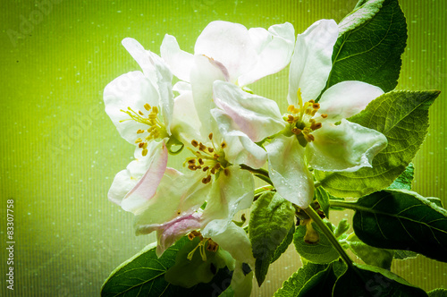 kwiat jabłoni wiśni