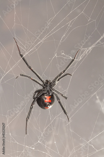 Female southern black widow spider