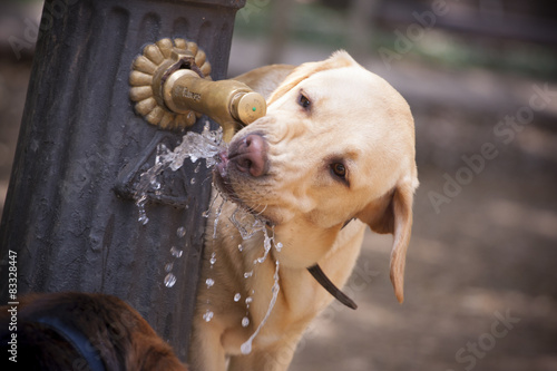 Labrador bebiendo de fuente