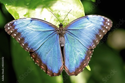 Morpho butterfly, dorsal view