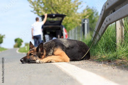 ausgesezter Schäferhund