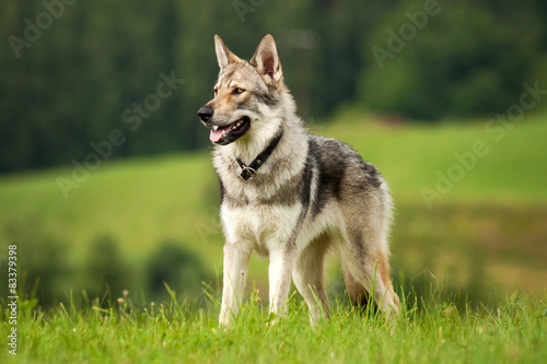 Wolfdog standing and loking on the green medow