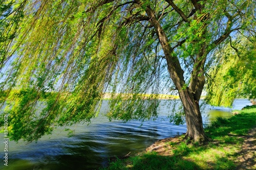 Weeping willow by the lake