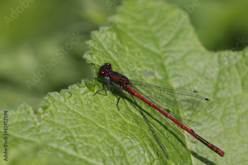 Rote Libelle auf eine saftigen grünen Blatt