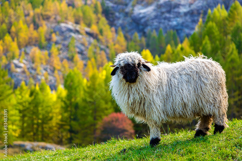 Valais blacknose sheep in Alps