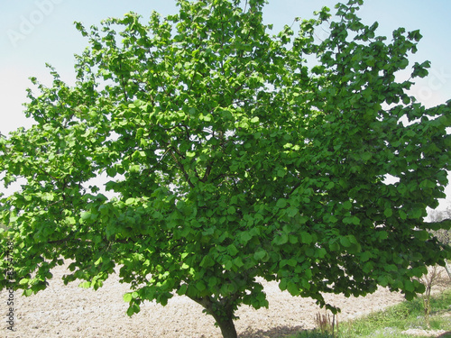 Hazel tree with green leaves