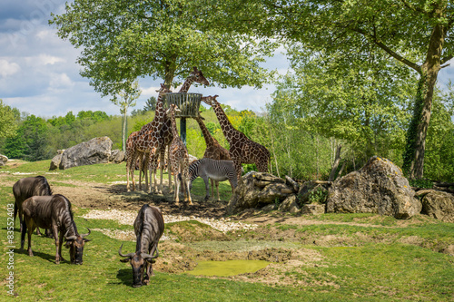 herbivores ensemble