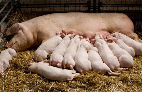 Piglets suckling